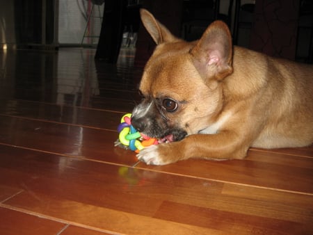 Cookie's playtime - animal, chihuahua, chew toy, dog