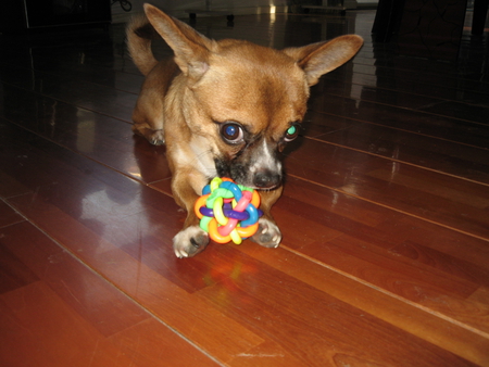 Cookie face on - dogs, chihuahua, chew toy, animals