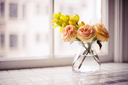 Roses - window, roses, photography, flowers, vase