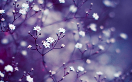 small white flowers - white, nature, purple, macro, bloom, flower