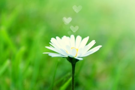 Daisy - heart, daisy, grass, meadow, love, flower, petals, bloom, nature, hearts