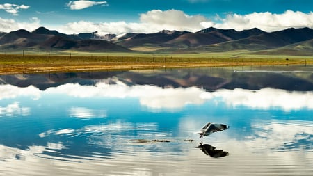 Free Flight - free, beautiful, flight, lake, mountains, ripples, grassland