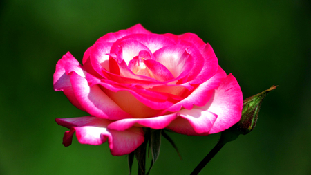 For That Lonely Man - pretty, roses, lonely, pink, photo, flowers, garden, beautiful, photography, beauty, lovely, love, flower, flowerbed, nature, green, rose