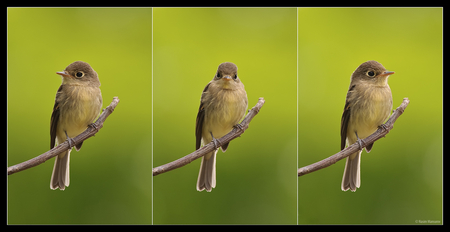 Pacific-slope-Flycatcher. - animal, flycatcher, bird, perch