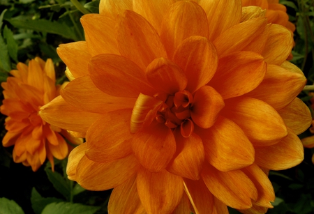 Dahlia (My photography) - nature, dahlia, photography, orange, jurginas, flowers, dahlias, flower