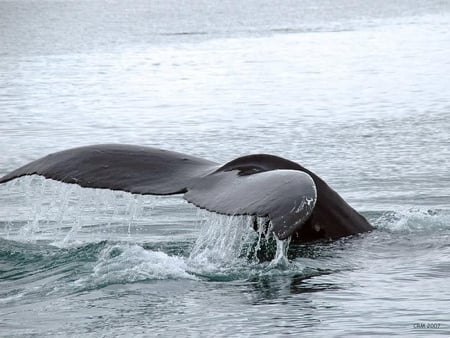 A Whale of a Tail - whale, ocean, water, tail