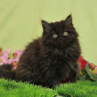 Black Beauty