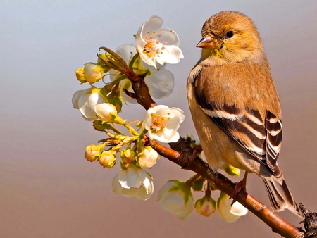 Spring bird - bird, blossoms, branch, animal, cute, spring, sweet