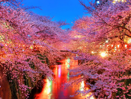 Garden beauty - beauty, water, nature, reflection, evening, beautiful, pink, flowers, garden, lights