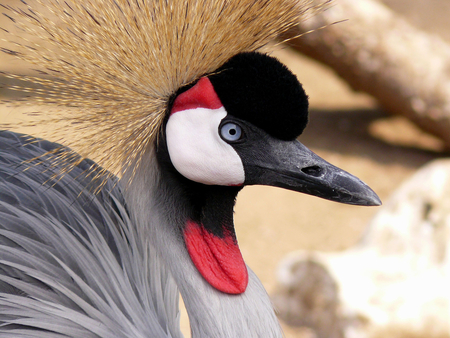 Beautiful Face - birds, budapest, beautiful, photography, portrait, beauty, zoo, black, blue eye, red, nice, hungary, animals