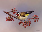 goldfinch