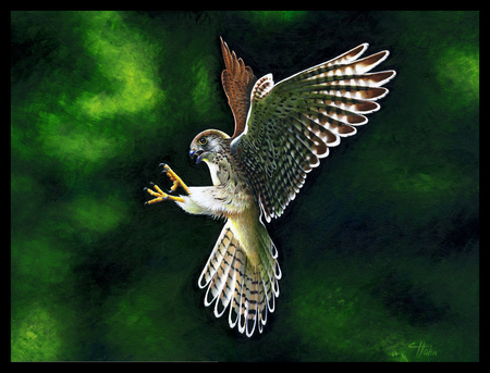 Kestrel - bird, paint, eagle, 3d, art