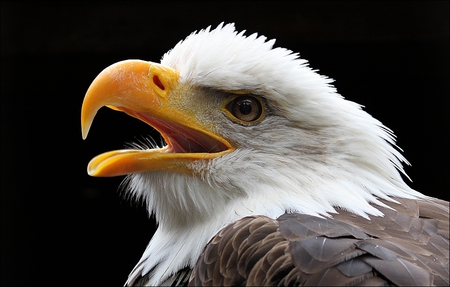 bald-eagle - bird, eagle, bald, face, 3d