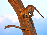 leopard-on-the-wood