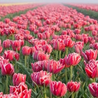 Sea of tulips