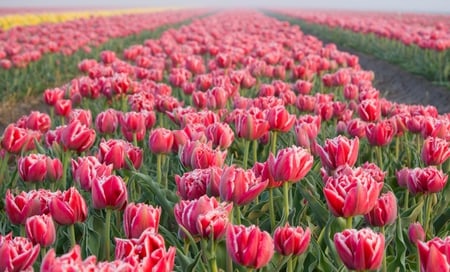 Sea of tulips - beauty, red tulips, beautiful, tulips, field, flowers, wonderful, sea