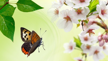 Spring Spectacular - butterfly, fresh, sakura, leaf, apple blossoms, cherry blossoms, spring