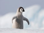 Baby Penguin