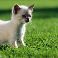 Cute Kitty