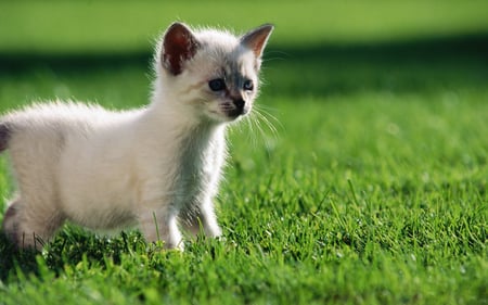 Cute Kitty - beautiful, grass, nature, kitten, green, cute, cats, animals, white kitty, kitty