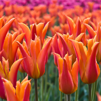 Beautiful tulips