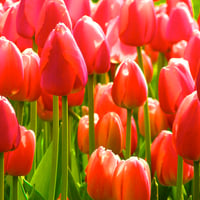 Tulips