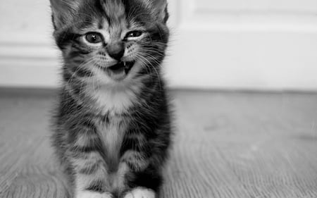 Meow - animals, cats, kitty, beautiful, black and white, cute, meow, kitten