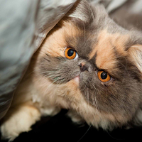 Persian Cat