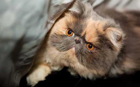 Persian Cat - animals, kitty, funny, persian cat, kitten, cats, beautiful, cute, persian