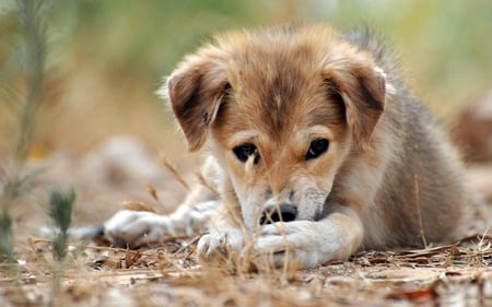 Sad Puppy - dogs, sad, beautiful, cute, puppy, animals