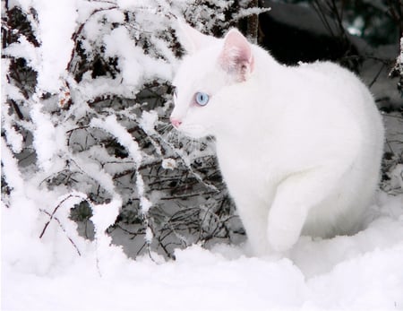 White Cat and white Snow - white, nature, cats, animals, snow, winter