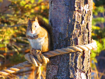 Squirrel eating sunflower seeds - forest, animal, squirrel, tree, nature