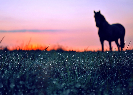 Dawn of Beauty (For wolfluv4) - beauty, gorgeous, dew, horse