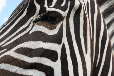 Zebra Face - zebra, nature, eye, horse, animals, stripes