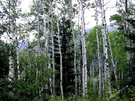 Forest of Aspens - trees, forest, aspen, leaves