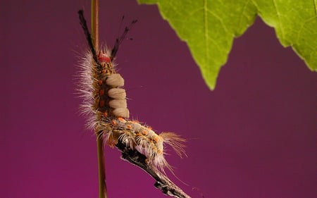 Macro - insects, leaves, hd, macro