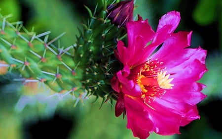 CACTUS FLOWER - hd, flower, cactus, beautiful