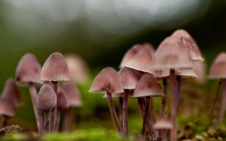 Mushrooms - hd, de la lluvia, despues, hongos