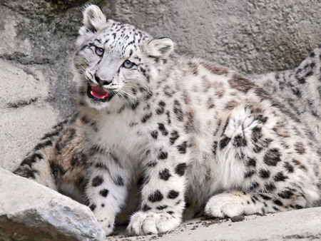 Little snow cub - white, cub, snow leopard, spotted, black