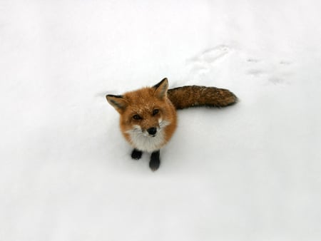 Cute red fox - wildlife, wallpaper, cute, predators, wild, nature, paw, red fox, funny, animal, winter, animals, sweet, hd, fox, ice, snow