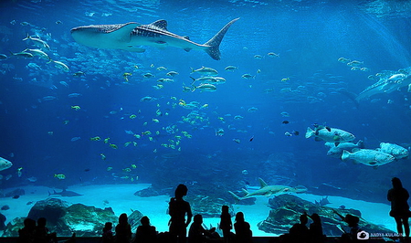 One BIG fish bowl - people, sharks, blue, aquarium, fish