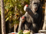 CHIMPANZEE, EATING SOME FRUIT