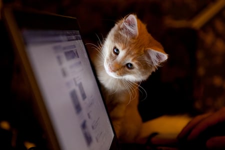 Checking Facebook - cuddly, screen, curious, sweet, funny, stare, computer, cute, kitty