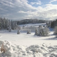 Winter Snow Forest