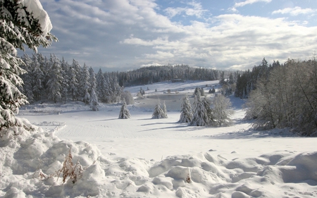 Winter Snow Forest - forests, trees, ponds, winter, white blanket, nature, forest, clouds, snow