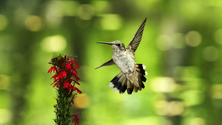 Beauty of Nature - nature, tiny, red, beautiful, flowers, bird