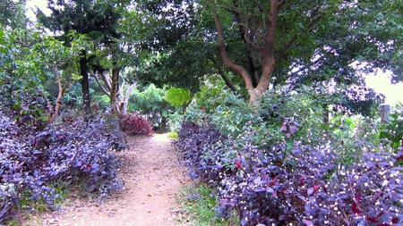 Hiking trails - purple, mountain, hiking trails, fallen leaves