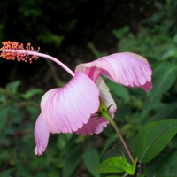 the mountain flower