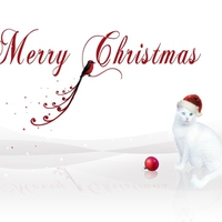 Merry Christmas Kitty