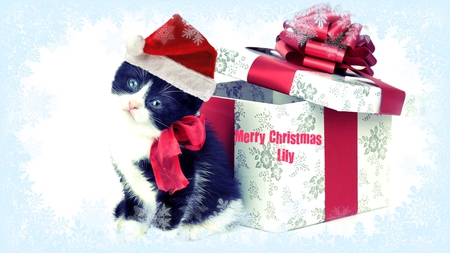 Merry Christmas Lily (Echosong) - black, cat, christmas, kitty